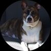 bargain_puppies